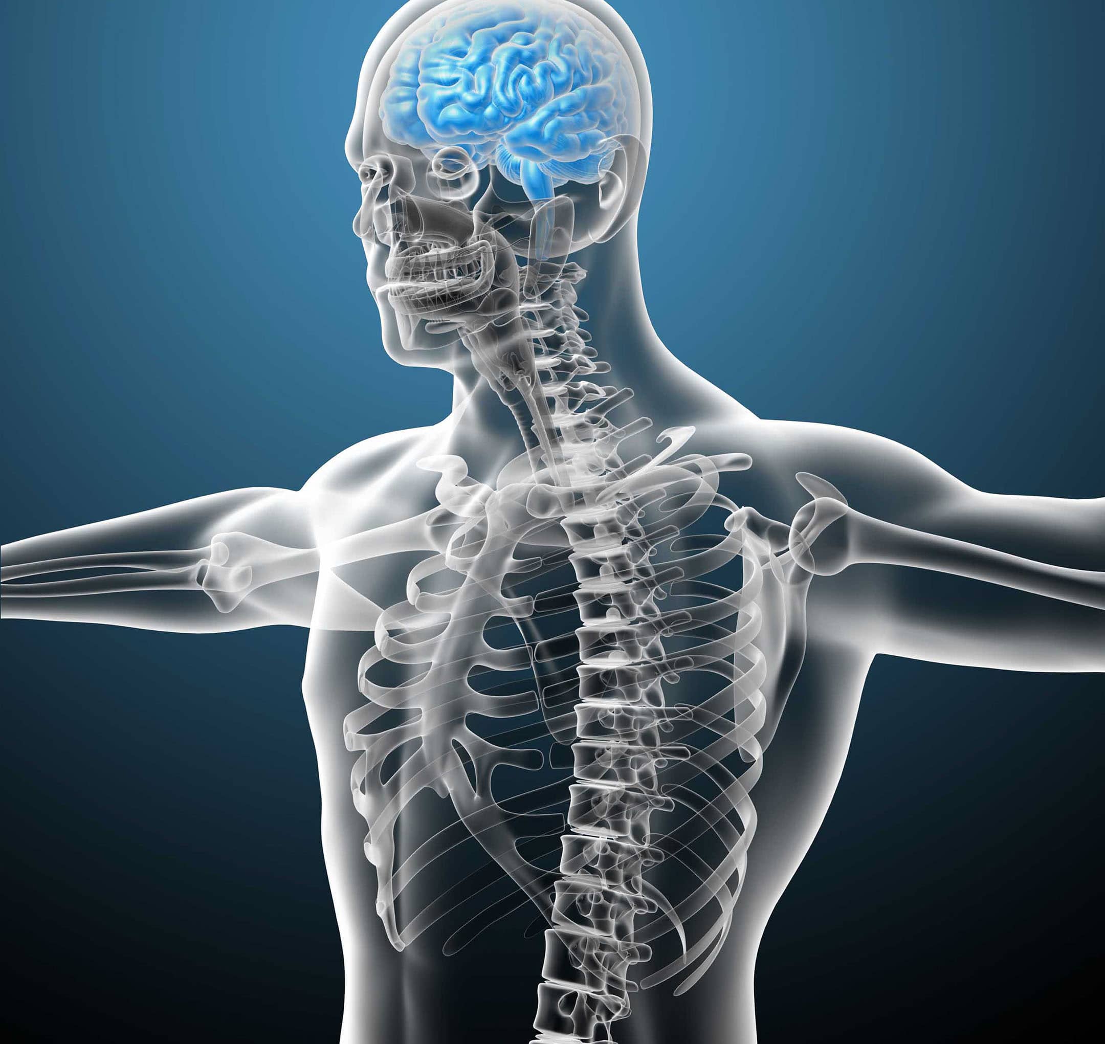 3d render medical illustration of the brain