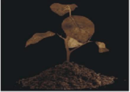 Picture1